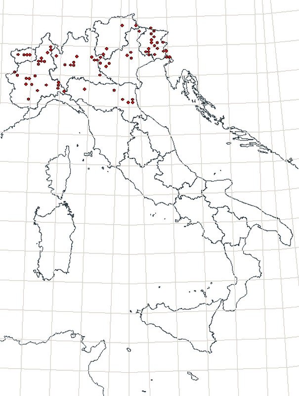 identificazione farfalla